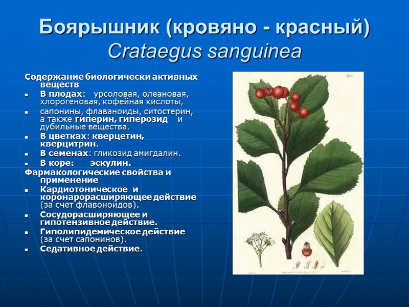 Боярышник (кровяно - красный) Crataegus sanguinea Содержание биологически активных веществ В плодах:  